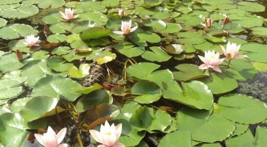 Inaugurata la Casa delle Ninfee! Una festa per Palermo